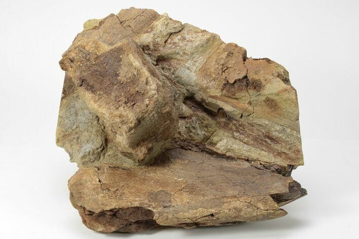 Dinosaur Bones in Sandstone - Lance Formation, Wyoming #227500